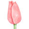 Kytice z tulipánov 
