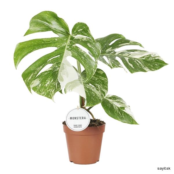VZÁCNA RASTLINA - Monstera Deliciosa Variegata 15Ø 60cm