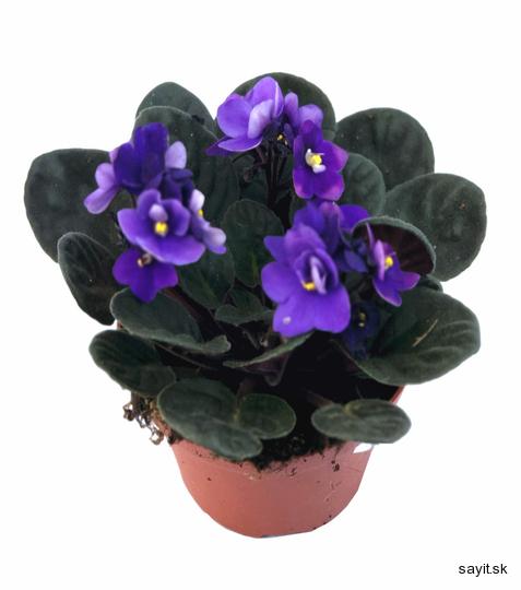Fialka africká 12Ø 20cm