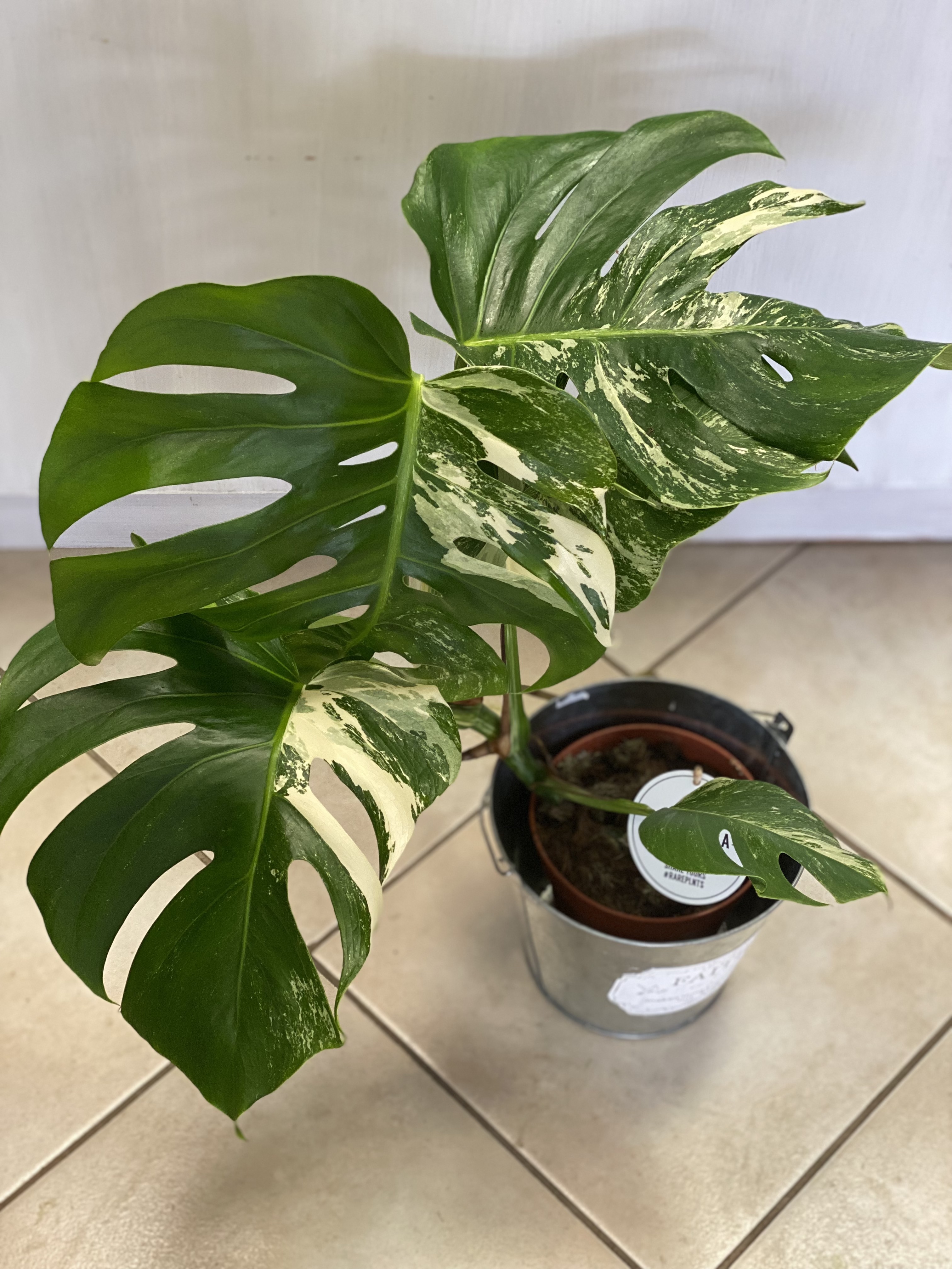 VZÁCNA RASTLINA - Monstera Deliciosa Variegata 15Ø 60cm
