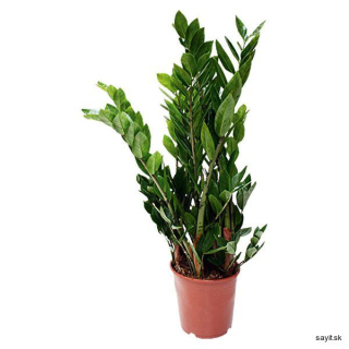 Zamiokulkas 10.5Ø 40 cm 3st