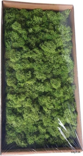 Mach preparovaný lišajník 500g - Medium/Moss green
